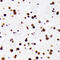 Heterogeneous Nuclear Ribonucleoprotein D antibody, 16-177, ProSci, Immunohistochemistry frozen image 