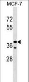 Collagen And Calcium Binding EGF Domains 1 antibody, LS-C159276, Lifespan Biosciences, Western Blot image 