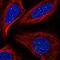 TERF1 Interacting Nuclear Factor 2 antibody, PA5-67076, Invitrogen Antibodies, Immunofluorescence image 