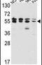 Inosine Monophosphate Dehydrogenase 2 antibody, PA5-14282, Invitrogen Antibodies, Western Blot image 