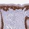 Keratin 5 antibody, NBP2-32470, Novus Biologicals, Immunohistochemistry frozen image 