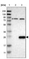 Ring Finger Protein 41 antibody, NBP1-87087, Novus Biologicals, Western Blot image 