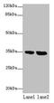 Transmembrane Protein 165 antibody, CSB-PA023739LA01HU, Cusabio, Western Blot image 