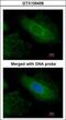 Radixin antibody, GTX105408, GeneTex, Immunofluorescence image 
