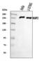 MAP2 antibody, A01201-4, Boster Biological Technology, Western Blot image 