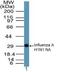 Influenza A H1N1 Neuraminidase antibody, PA5-23363, Invitrogen Antibodies, Western Blot image 