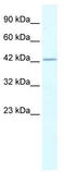 RuvB Like AAA ATPase 2 antibody, TA330274, Origene, Western Blot image 