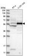 Centrosomal Protein 55 antibody, NBP1-91778, Novus Biologicals, Western Blot image 