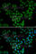 Anti-Silencing Function 1A Histone Chaperone antibody, A6528, ABclonal Technology, Immunofluorescence image 