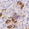 Proopiomelanocortin antibody, HPA063644, Atlas Antibodies, Immunohistochemistry frozen image 