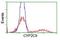 Cytochrome P450 2C9 antibody, NBP2-01397, Novus Biologicals, Flow Cytometry image 