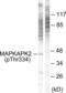 MAPK Activated Protein Kinase 2 antibody, LS-C199227, Lifespan Biosciences, Western Blot image 