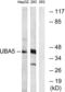 Ubiquitin Like Modifier Activating Enzyme 5 antibody, LS-B6647, Lifespan Biosciences, Western Blot image 