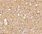 Sirtuin 2 antibody, NBP1-76879, Novus Biologicals, Immunohistochemistry frozen image 