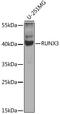 RUNX Family Transcription Factor 3 antibody, 22-848, ProSci, Western Blot image 