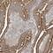 TRNA-Histidine Guanylyltransferase 1 Like antibody, NBP1-82314, Novus Biologicals, Immunohistochemistry paraffin image 