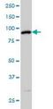 SRSF Protein Kinase 1 antibody, orb89689, Biorbyt, Western Blot image 