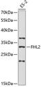 Four and a half LIM domains protein 2 antibody, 18-376, ProSci, Western Blot image 