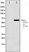 Ezrin antibody, orb106059, Biorbyt, Western Blot image 