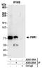 Fragile X mental retardation protein 1 homolog antibody, A305-199A, Bethyl Labs, Immunoprecipitation image 