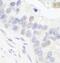 General Transcription Factor IIIC Subunit 1 antibody, NB100-60657, Novus Biologicals, Immunohistochemistry paraffin image 