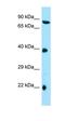 Tetratricopeptide Repeat Domain 4 antibody, orb326570, Biorbyt, Western Blot image 