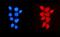 NADH:Ubiquinone Oxidoreductase Subunit B5 antibody, A10585-1, Boster Biological Technology, Immunofluorescence image 