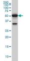 Polypyrimidine Tract Binding Protein 3 antibody, H00009991-M01, Novus Biologicals, Western Blot image 