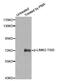 LIM Domain Kinase 2 antibody, MBS128330, MyBioSource, Western Blot image 