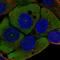 Wnt Family Member 11 antibody, HPA063569, Atlas Antibodies, Immunofluorescence image 