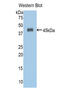 Annexin A1 antibody, MBS2027664, MyBioSource, Western Blot image 