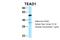 TEA Domain Transcription Factor 1 antibody, 29-078, ProSci, Western Blot image 