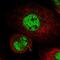 Kinesin Family Member 4A antibody, HPA034746, Atlas Antibodies, Immunofluorescence image 