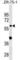 Glycerophosphodiester Phosphodiesterase Domain Containing 2 antibody, abx030269, Abbexa, Western Blot image 