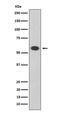 Oct-2 antibody, M04407-2, Boster Biological Technology, Western Blot image 