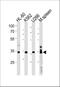 Growth Factor Independent 1B Transcriptional Repressor antibody, A03180, Boster Biological Technology, Western Blot image 