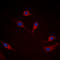 Synuclein Alpha antibody, LS-C358341, Lifespan Biosciences, Immunofluorescence image 