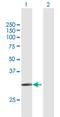 Solute Carrier Family 14 Member 1 (Kidd Blood Group) antibody, H00006563-B01P, Novus Biologicals, Western Blot image 