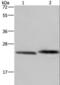 Glyoxalase I antibody, LS-C405019, Lifespan Biosciences, Western Blot image 