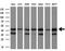 Carnosine Dipeptidase 2 antibody, M06331-1, Boster Biological Technology, Western Blot image 