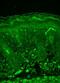 Rhodopsin antibody, NBP1-47602, Novus Biologicals, Immunofluorescence image 