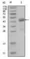 Discoidin Domain Receptor Tyrosine Kinase 1 antibody, AM06255SU-N, Origene, Western Blot image 