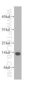 Ribonuclease UK114 antibody, 12930-1-AP, Proteintech Group, Western Blot image 