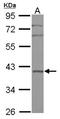 Paired Like Homeodomain 2 antibody, NBP2-15623, Novus Biologicals, Western Blot image 