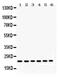 RAB10, Member RAS Oncogene Family antibody, PA5-79901, Invitrogen Antibodies, Western Blot image 