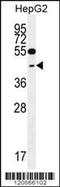 Glutaredoxin 3 antibody, MBS9206101, MyBioSource, Western Blot image 