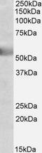 Gamma-Aminobutyric Acid Type A Receptor Gamma2 Subunit antibody, EB09985, Everest Biotech, Western Blot image 