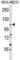 Coatomer Protein Complex Subunit Beta 1 antibody, abx027681, Abbexa, Western Blot image 