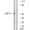 LDL Receptor Related Protein 11 antibody, A14471, Boster Biological Technology, Western Blot image 