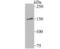 MYB Binding Protein 1a antibody, NBP2-75580, Novus Biologicals, Western Blot image 